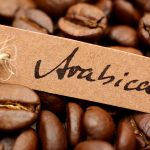 Gatunek kawy arabika