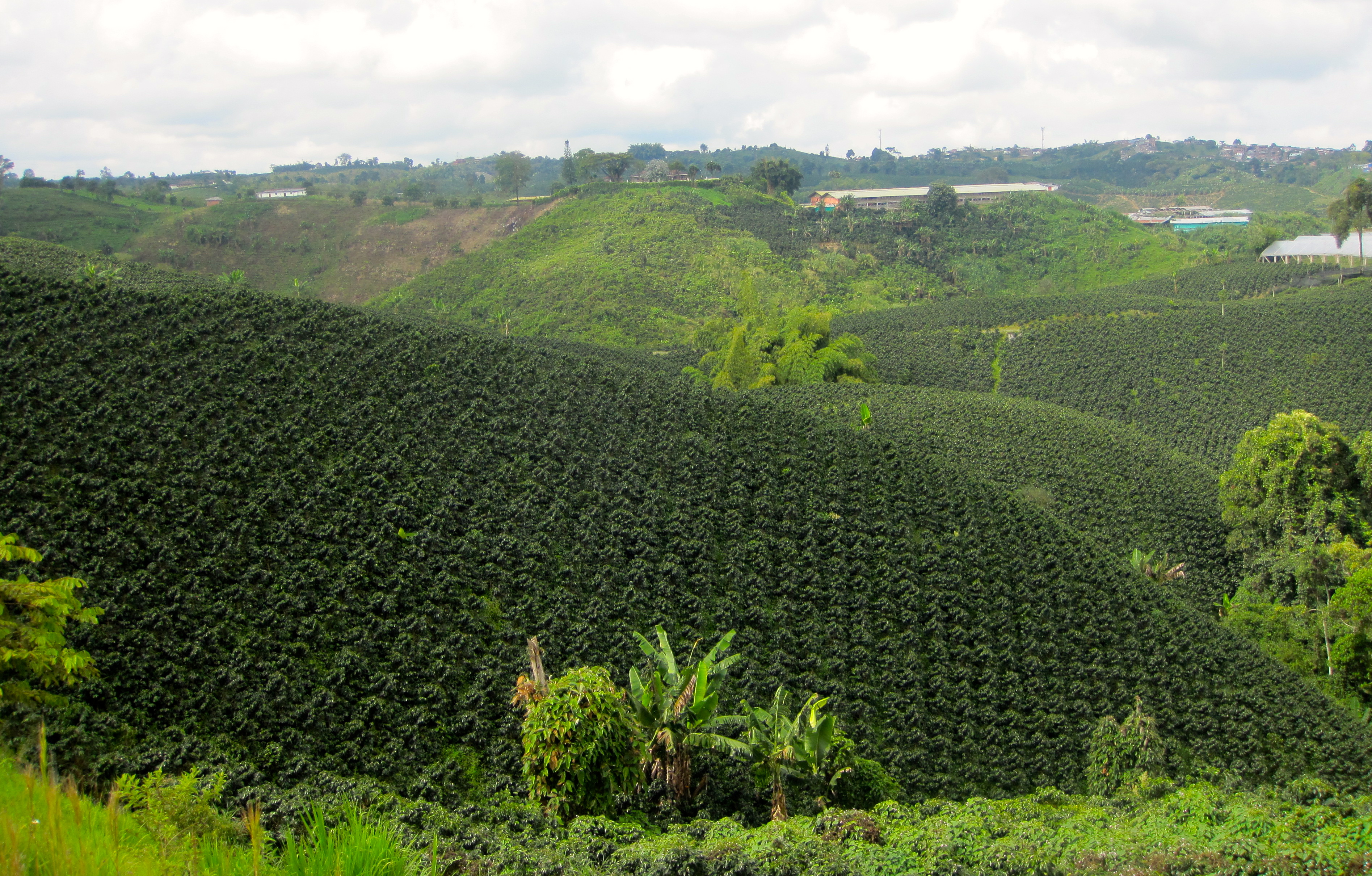 plantacja kawy