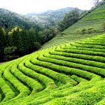 plantacja herbaty